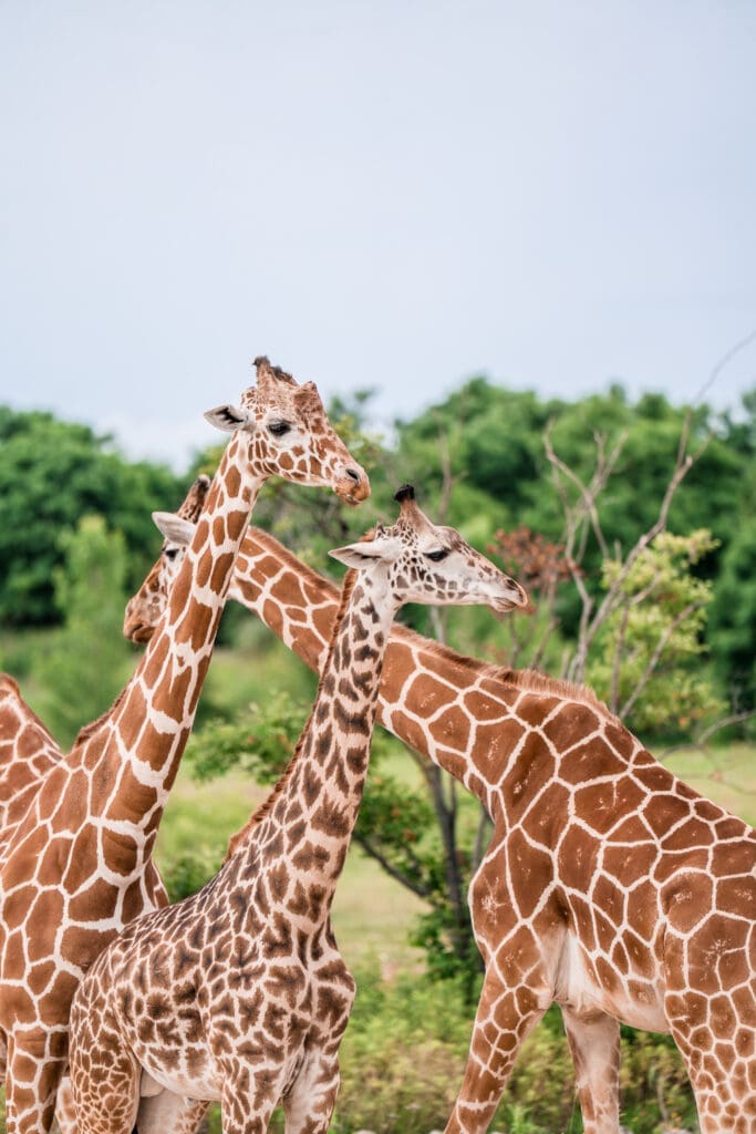 Giraffes roaming in the background at the Columbus Zoo and Aquarium Africa Event Center