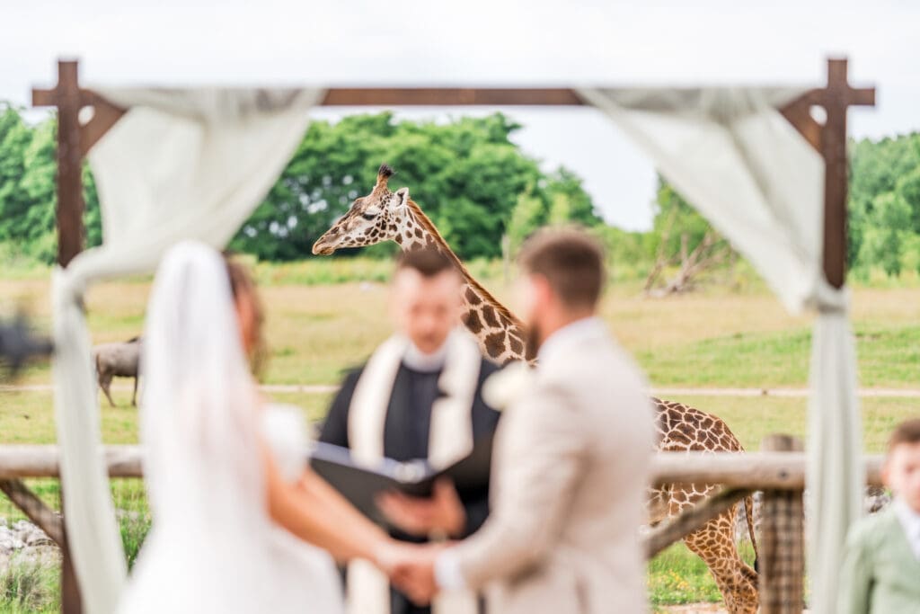 Giraffes roaming in the background at the Columbus Zoo and Aquarium Africa Event Center