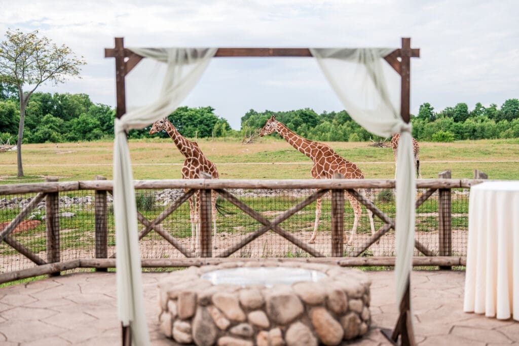 Giraffes walking behind the ceremony arch at the Columbus Zoo and Aquarium Africa Event Center
