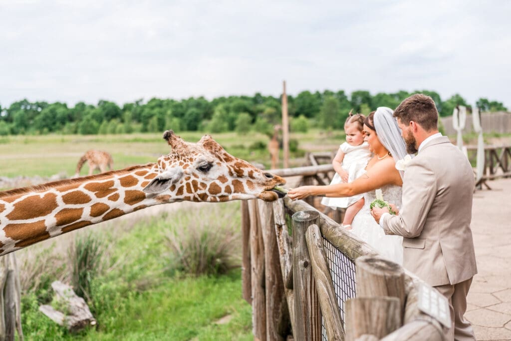 The bride, groom, and the daughter feed a giraffe at their wedding at the Columbus Zoo and Aquarium