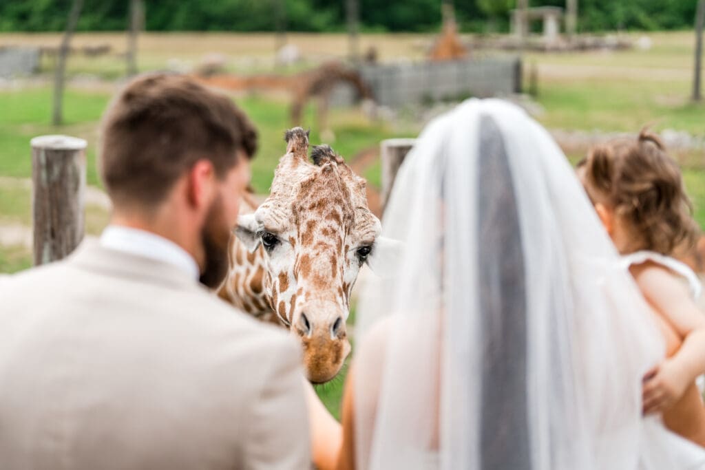 The bride, groom, and the daughter feed a giraffe at their wedding at the Columbus Zoo and Aquarium