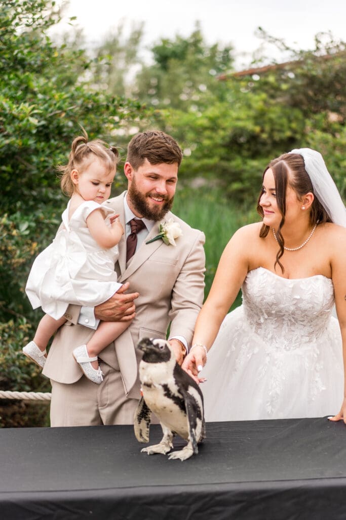 Animal encounter with a penguin at a wedding at the Columbus Zoo and Aquarium