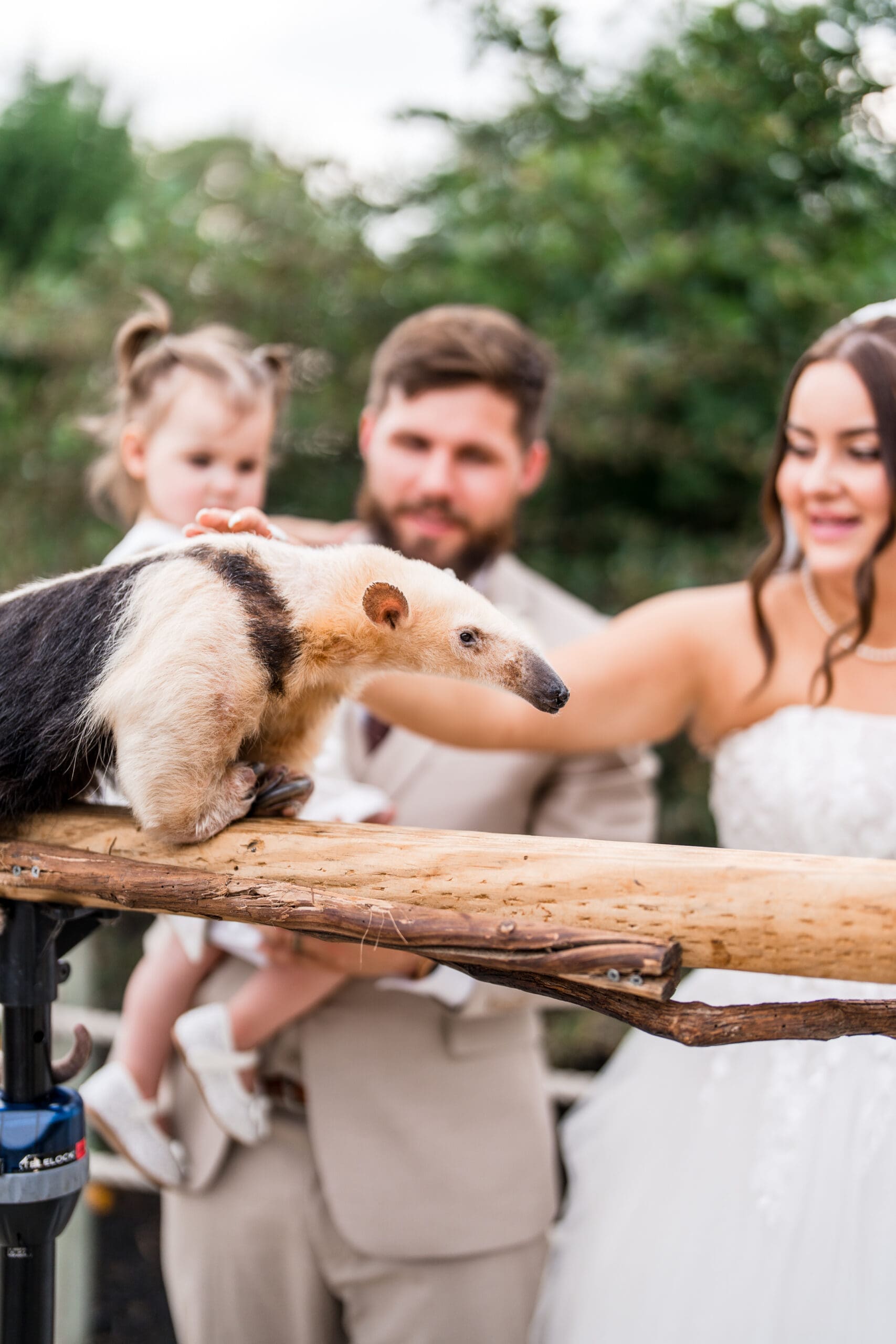 Animal encounter with an ant eater at their wedding at the Columbus Zoo and Aquarium