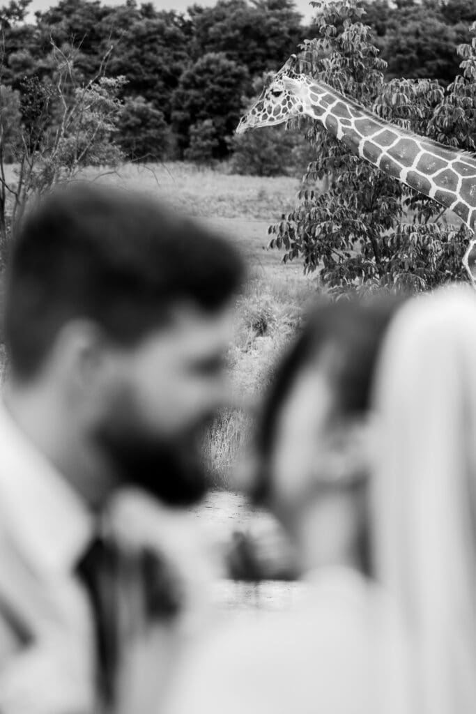 A giraffe walking behind the couple during their portraits at the Columbus Zoo and Aquarium