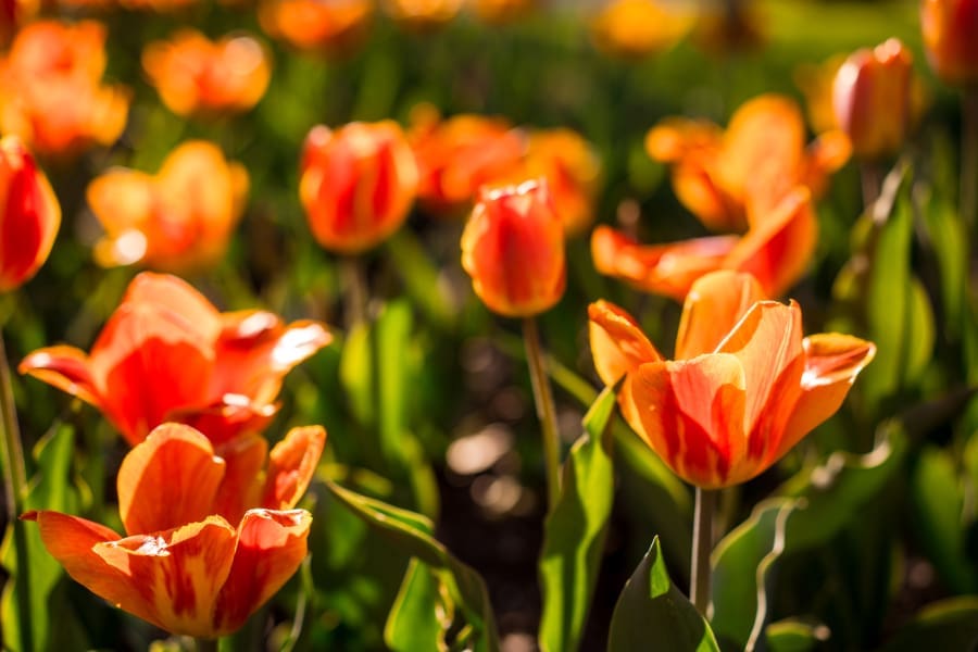 Tulips at golden hour at Inniswoods Metro Gardens