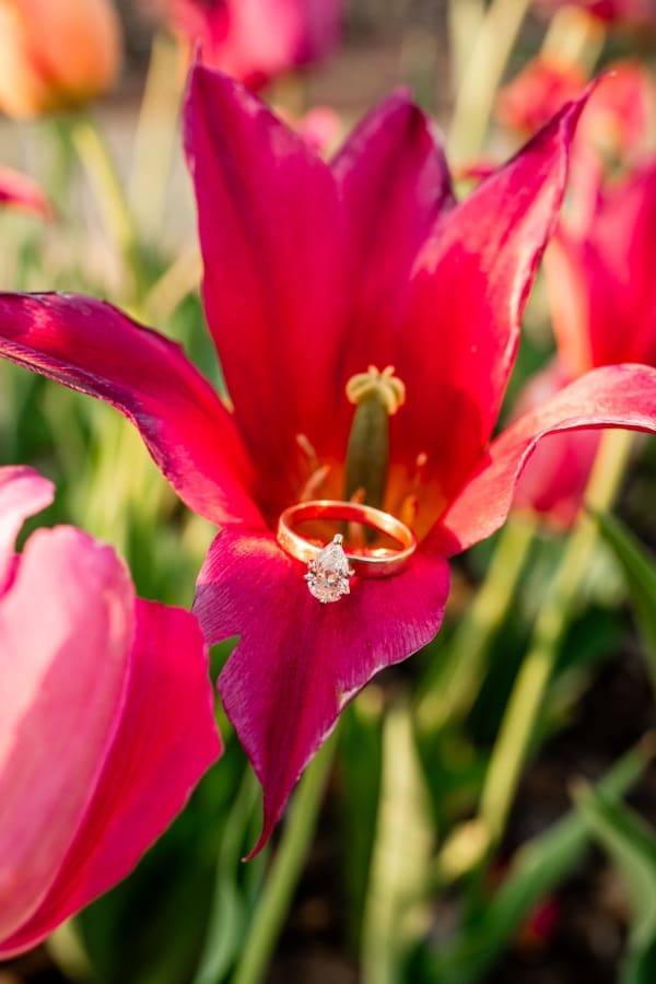 Spring engagement ring in a flower photo at the Franklin Park Conservatory Community Gardens in Columbus, Ohio