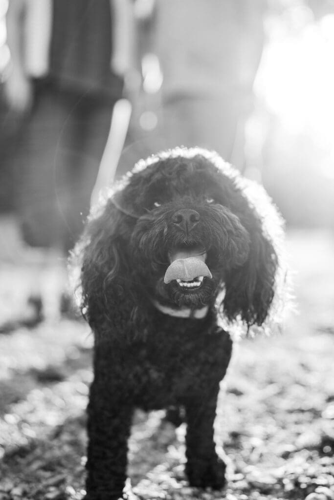 A happy dog portrait at Hannah and Matt's engagement session at the Columbus Park of Roses