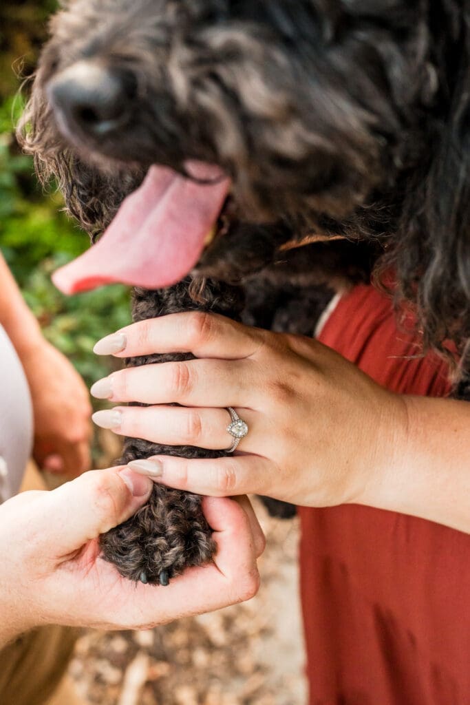 Engagement photos at the Columbus Park of Roses with their dog.